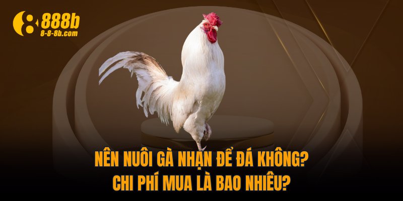 Nên nuôi gà Nhạn để đá không? Chi phí mua là bao nhiêu?